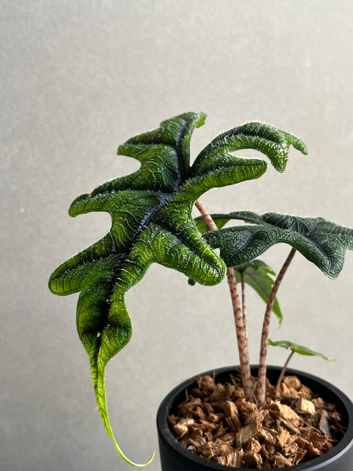 アロカシア　ジャックリン 斑入り アロカシア ジャックリン「Alocasia Jacklyn」94N | SHOUCHIKUEN