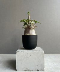 アストロフィツム 兜 V タイプ(実生) 「Astrophytum asterias V ty