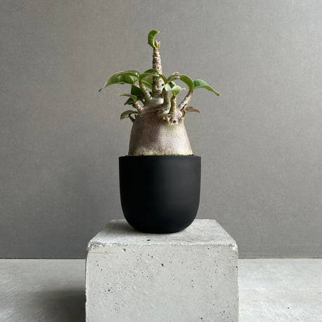 アデニウム | STORES