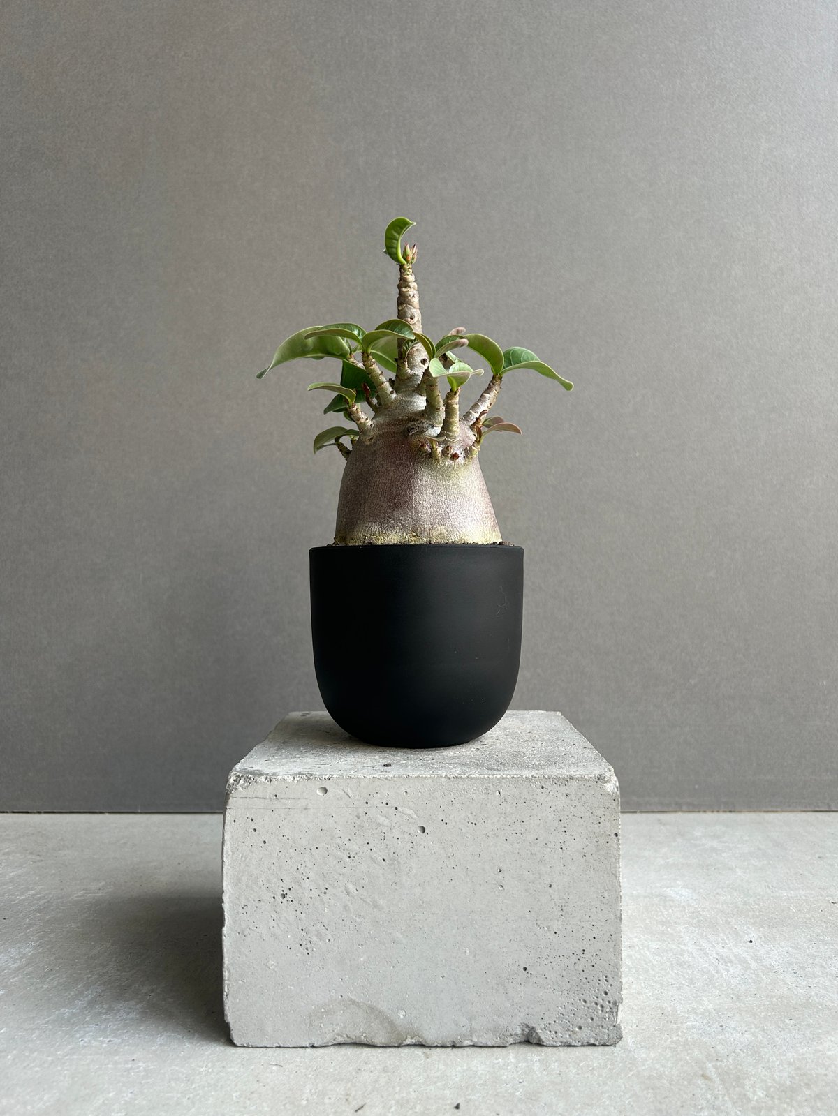 アデニウム アラビカム スーパー ドワーフ “ブラック” 「Adenium