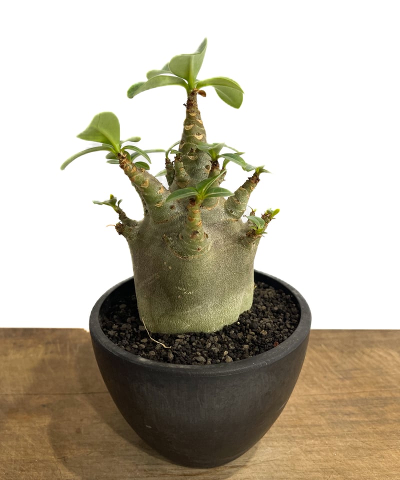 アデニウム アラビカム ドワーフ “ブラック”「adenium arabicum Dwar