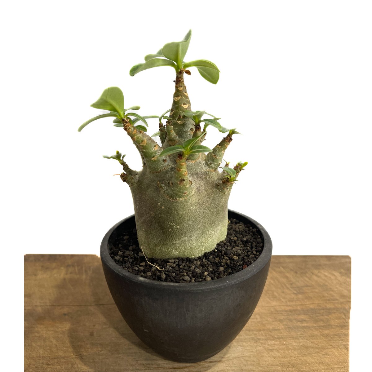 アデニウム アラビカム ドワーフ “ブラック”「adenium arabicum Dwar