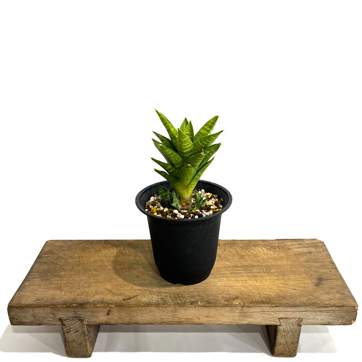 サンセベリア インドネシアン ハイタワー 「Sansevieria Indonesian Hi