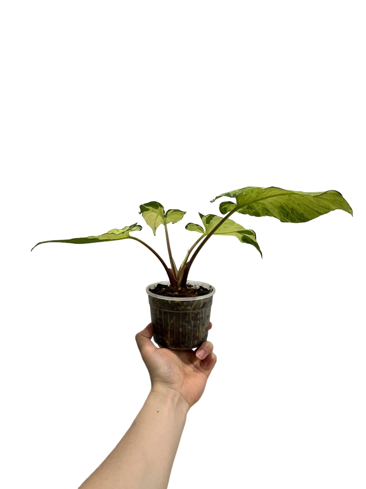 ホマロメナ sp. 斑入(インドネシア産) 「Homalomena so. Variegate