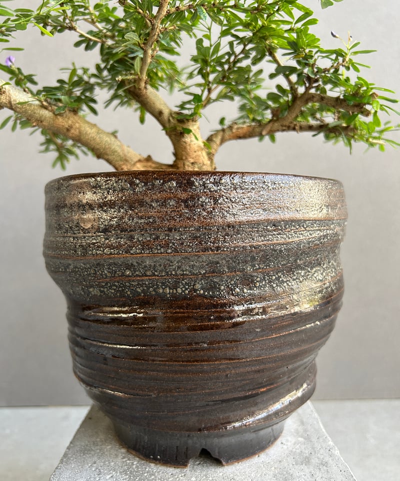 うち” 盆栽 斑入 Limited Edition + YON-HACHI「“UCHI”