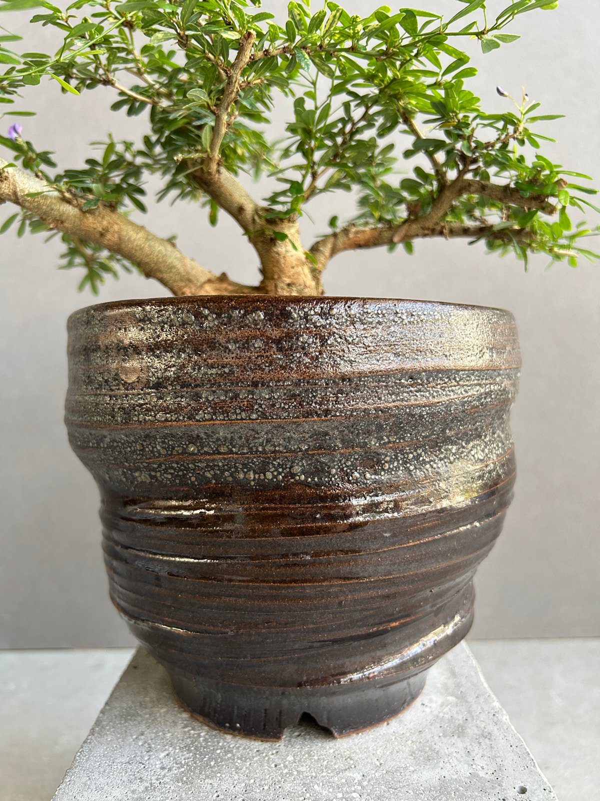 うち” 盆栽 斑入 Limited Edition + YON-HACHI「“UCHI”