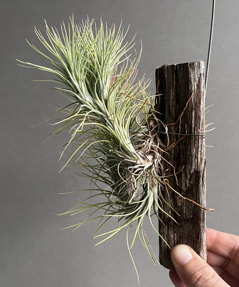 ティランジア フンキアナ (クランプタイプ) 「Tillandsia funckiana (c