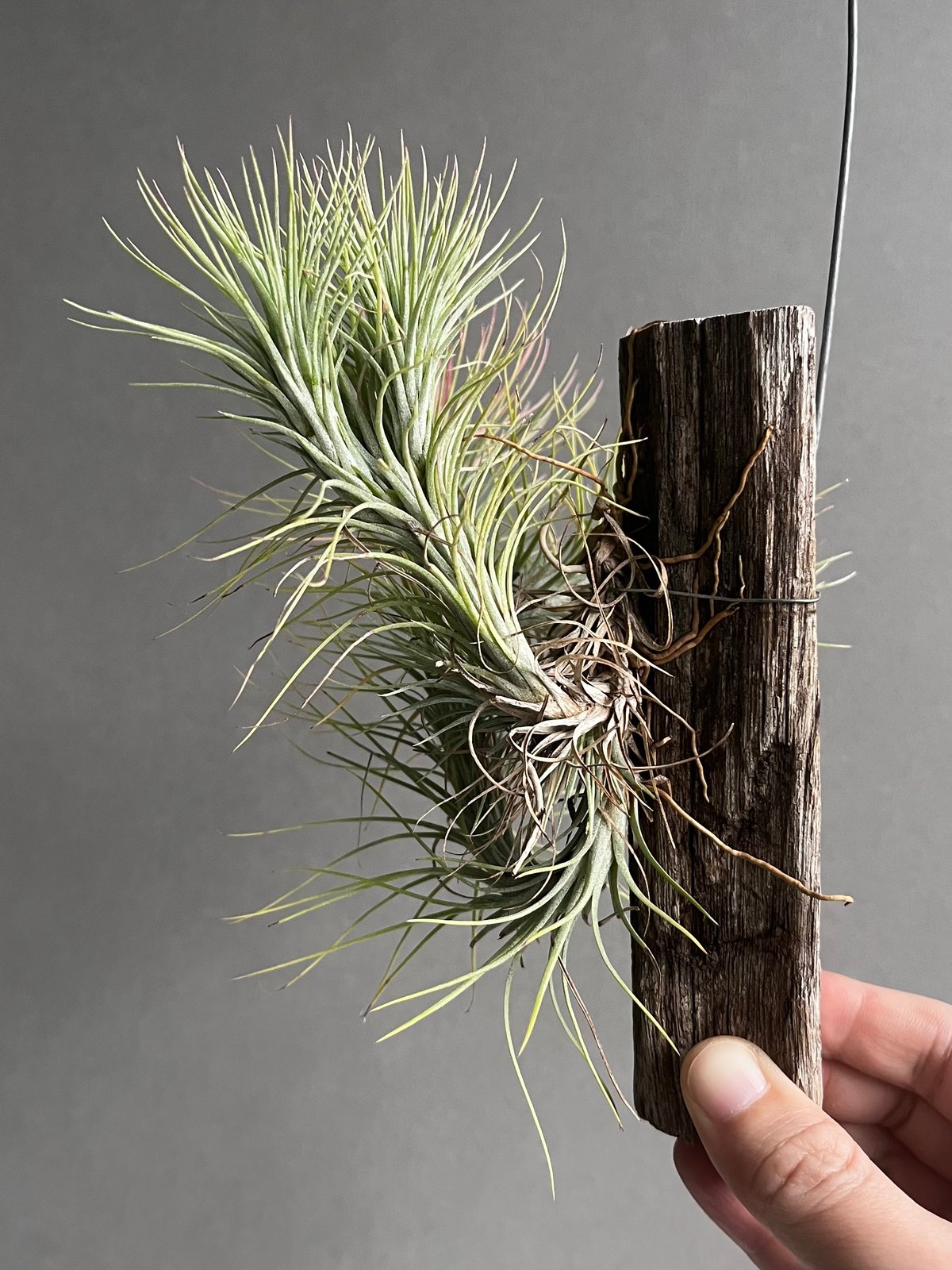 ティランジア フンキアナ (クランプタイプ) 「Tillandsia funckiana (c