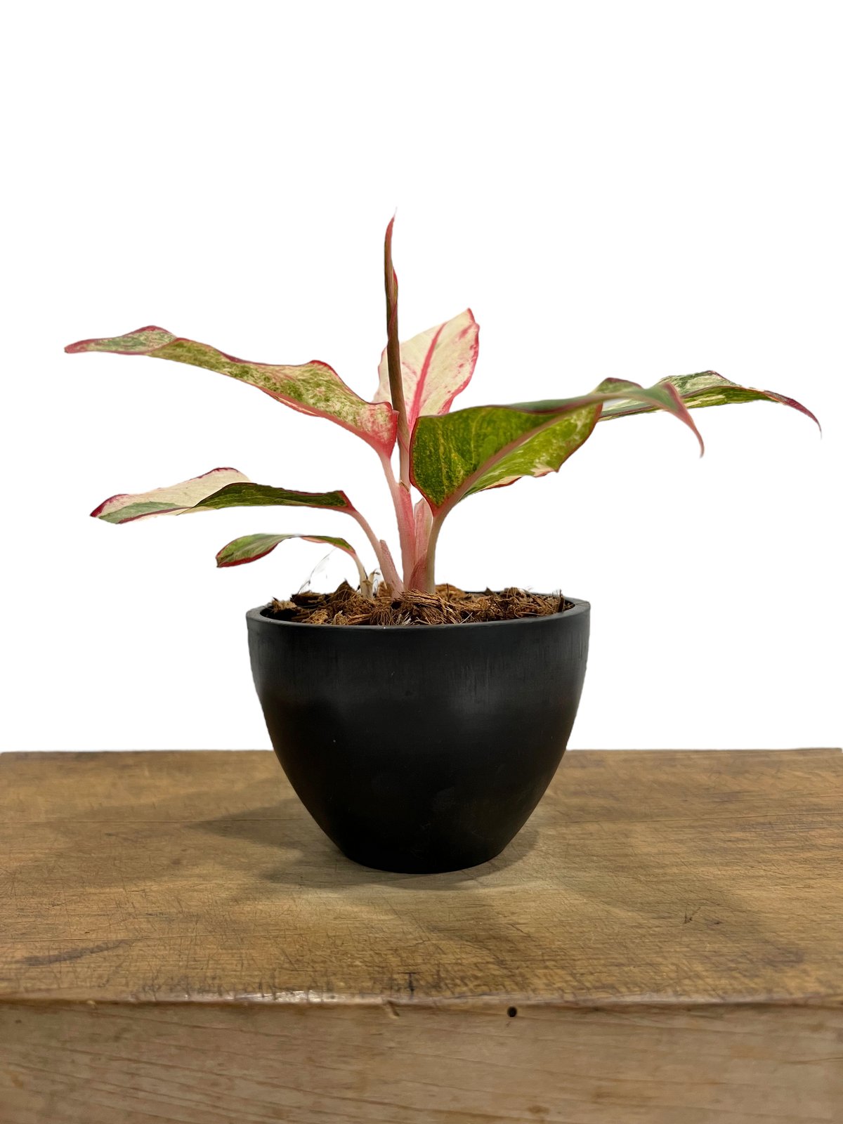 アグラオネマ サイアム オーロラ 斑入 「Aglaonema Siam Aurora