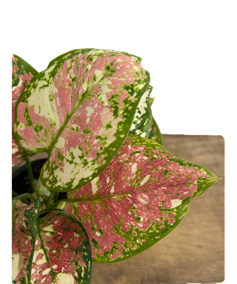 アグラオネマ ダイヤモンド トリカラー Aglaonema アグラオネマ ピクタム トリカラー「Aglaonema pictum tricolor