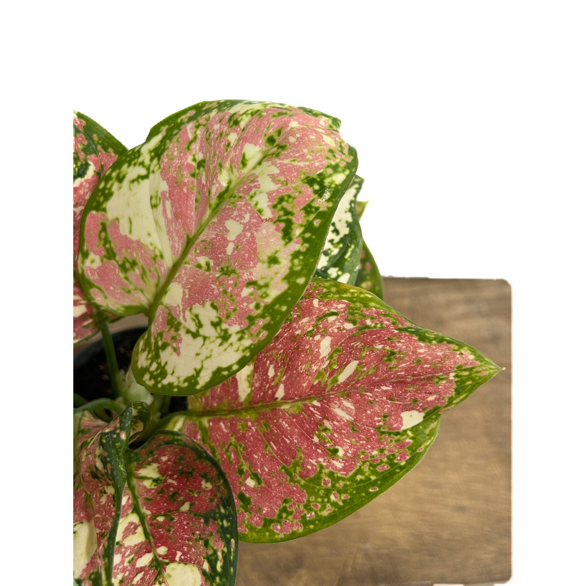 アグラオネマ アンヤマニー トリカラー「Aglaonema Unyamanee Tricolo