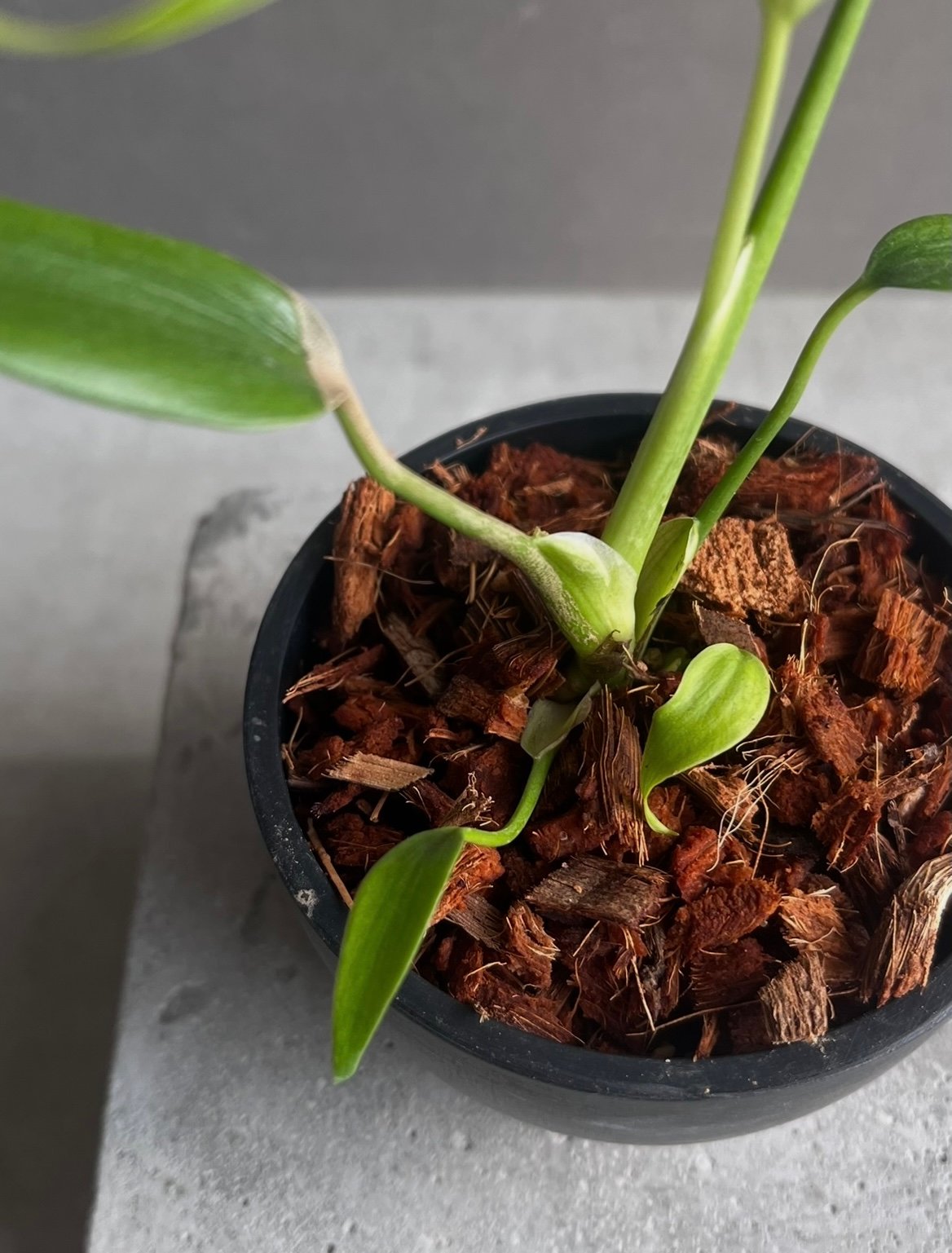 モンステラ バールマルクスフレーム 「Monstera burle marx's flame」
