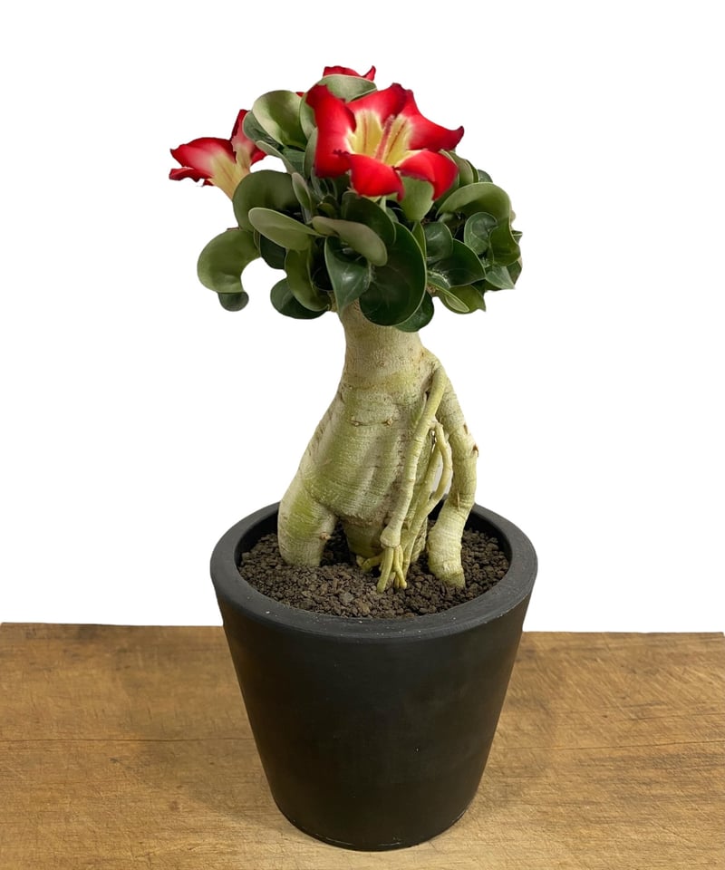 アデニウム D.H.A (獅子葉) '選抜個体' 「Adenium D.H.A (Dorset