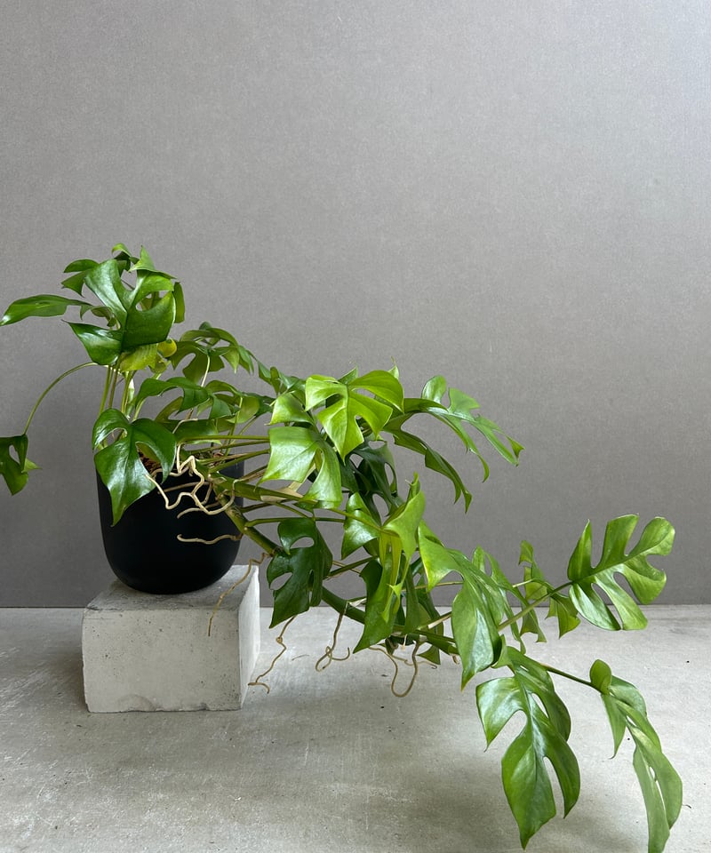 モンステラ ミニマ「Rhaphidophora tetrasperma」58G | SHOUC