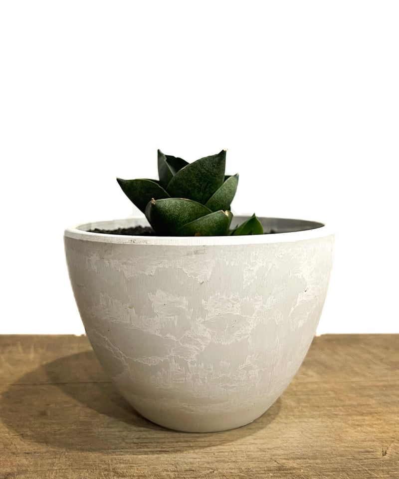 EMP サンセベリア アンヤマニーハイブリッド ドワーフEM1 / SA264 サンスベリア アンヤマニー ハイブリッド トルネード サンセベリア EMP