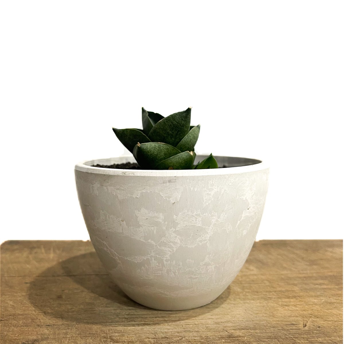 サンセベリア アンヤマニー ハイブリッド SP013 ドワーフ タイプ