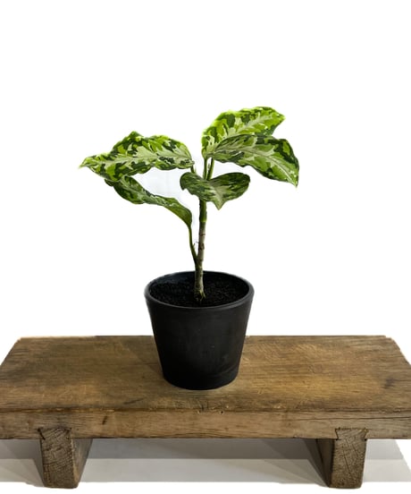 アグラオネマ ピクタム トリカラー「Aglaonema pictum tricolor」1/12