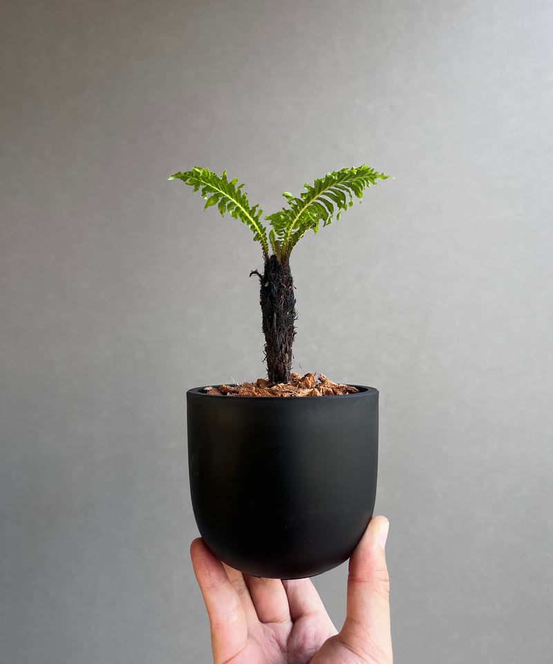ブレクナム ギッバム ドワーフ 「Blechnum gibbum Dwarf 」21F