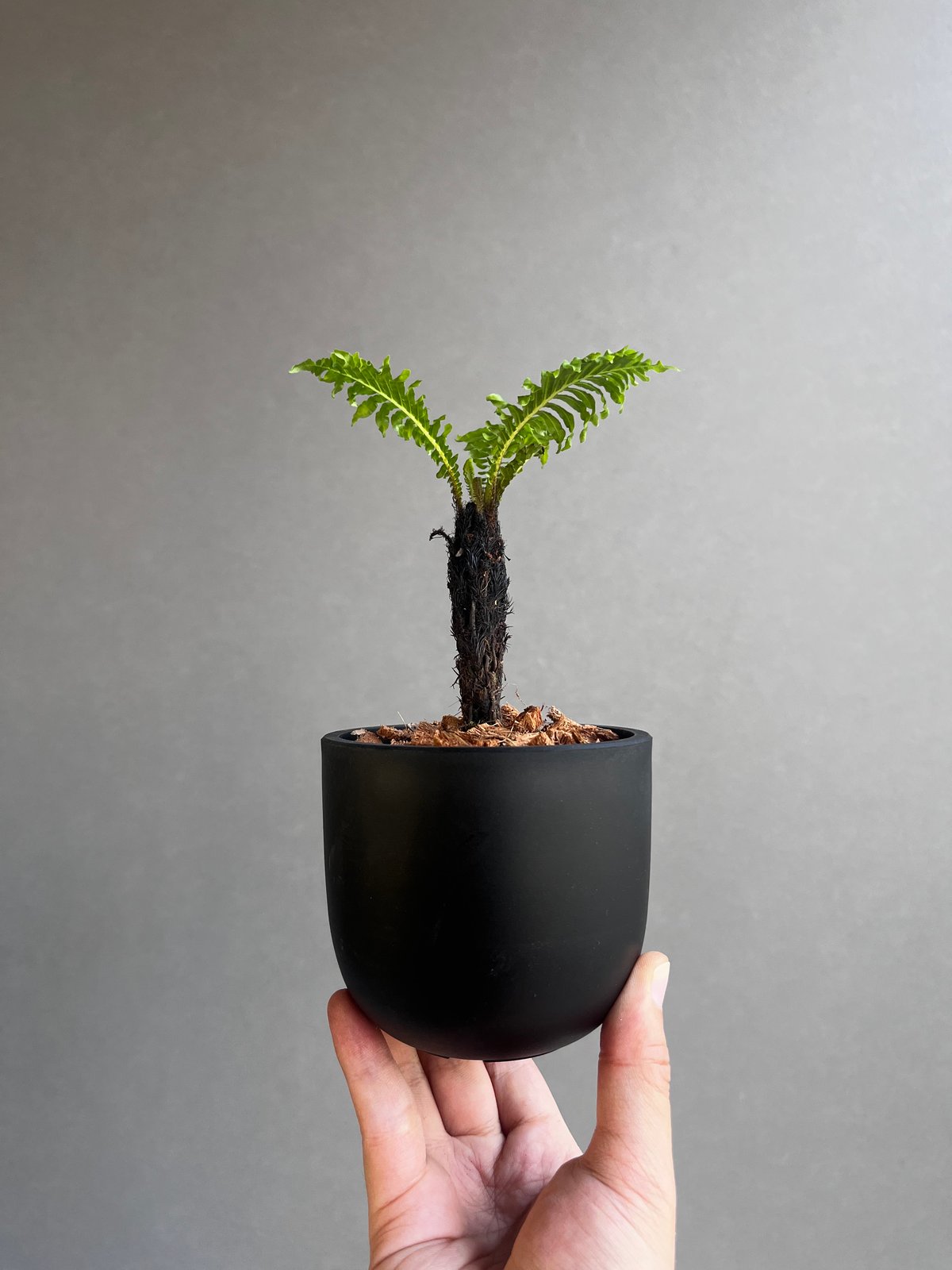 ブレクナム ギッバム ドワーフ 「Blechnum gibbum Dwarf 」21F | S