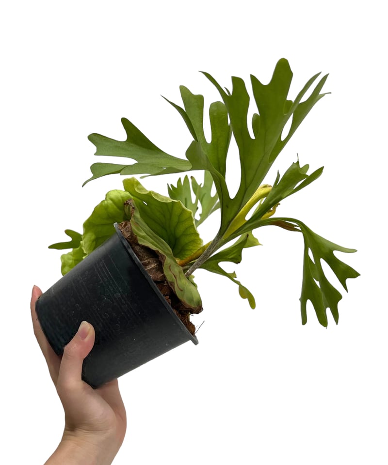 ビカクシダ リドレイ(by ヌクル) 「Platycerium ridleyi (by Nuk