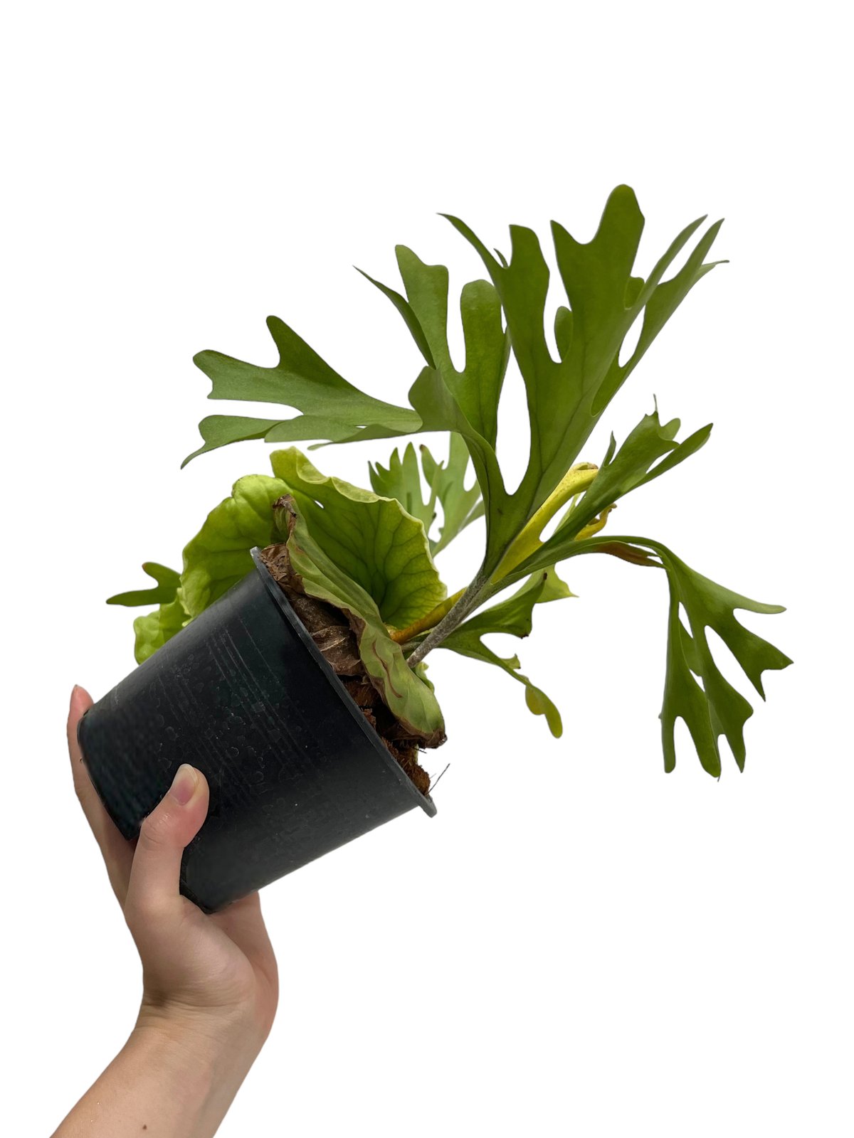 ビカクシダ リドレイ(by ヌクル) 「Platycerium ridleyi (by Nuk