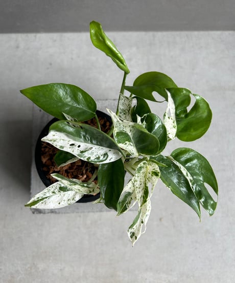 CATEGORY グリーン | SHOUCHIKUEN