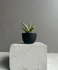 サンセベリア ES.849 斑入「Sansevieria ES. 849 var.」 8/8