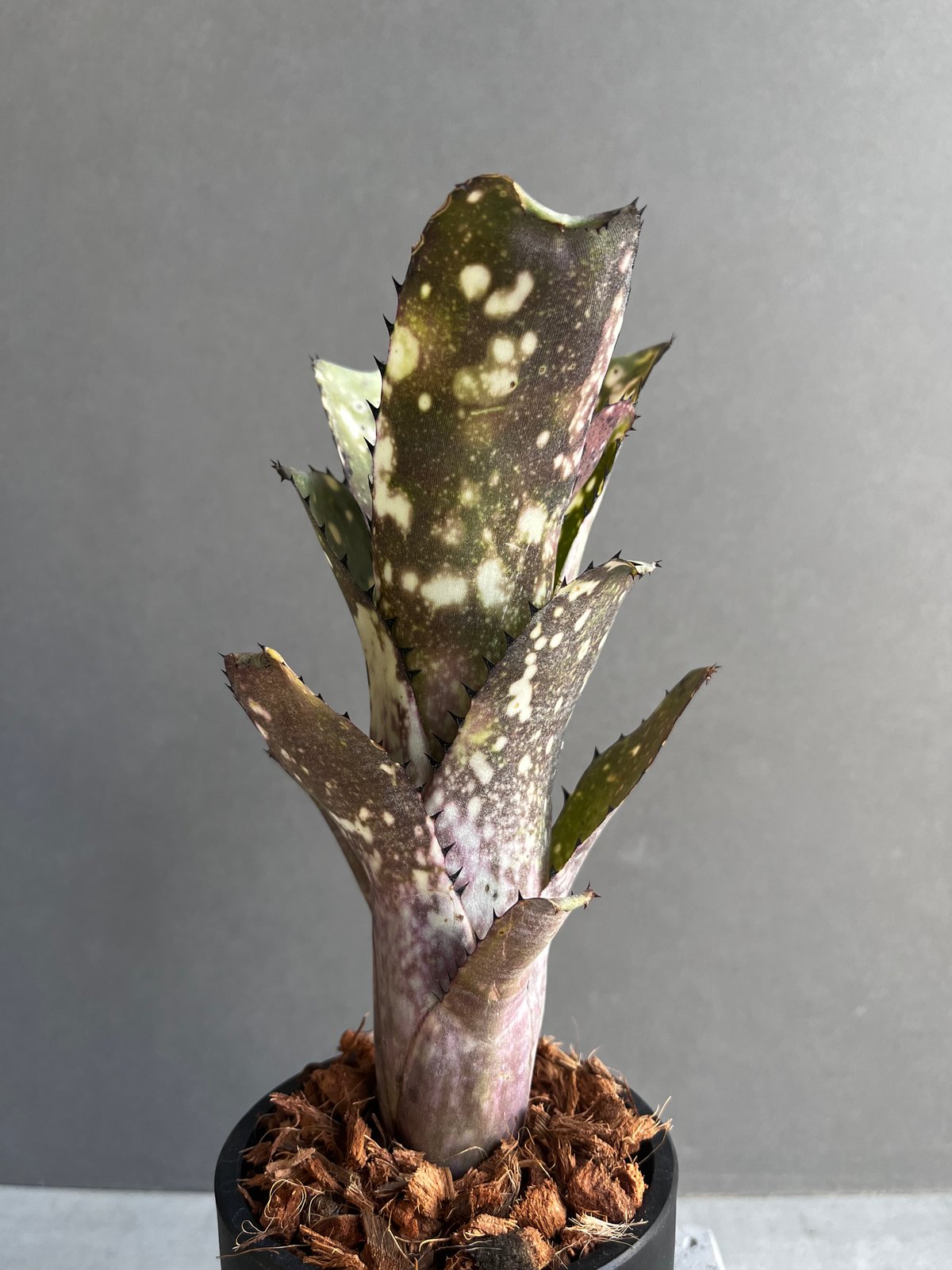 ビルベルギア コールド フュージョン 「Billbergia Cold Fusion」2B |