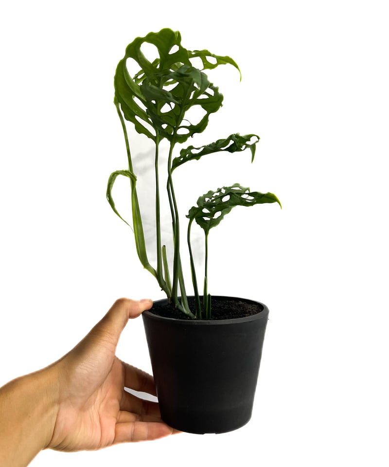 モンステラ　オブリクアペルー モンステラ オブリクア ペルー | GREEN LUCK