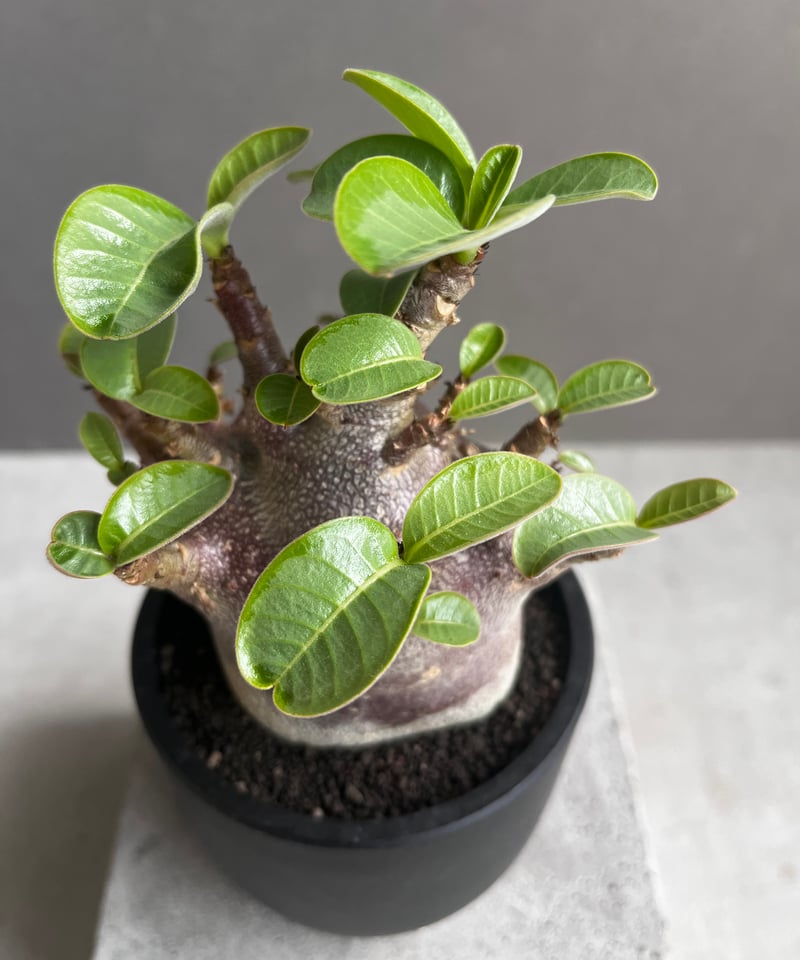 アデニウム アラビカム スーパー ドワーフ “ブラック” 「Adenium