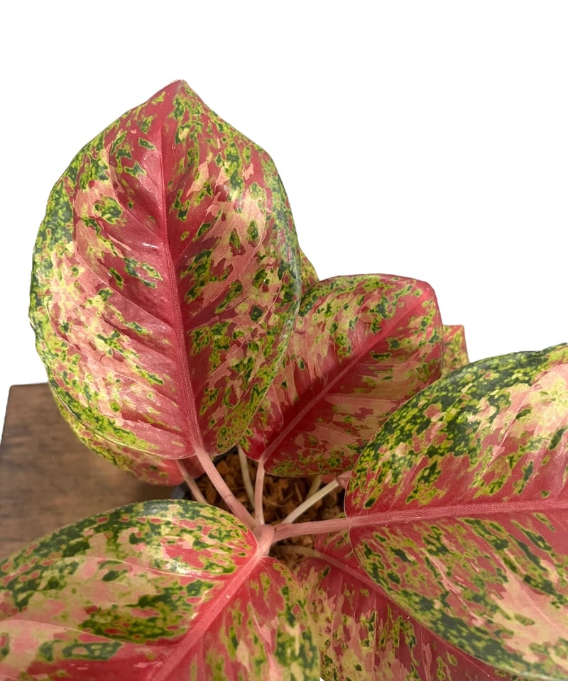 アグラオネマ プラチナム カラット 「Aglaonema Platinum Karat 」43