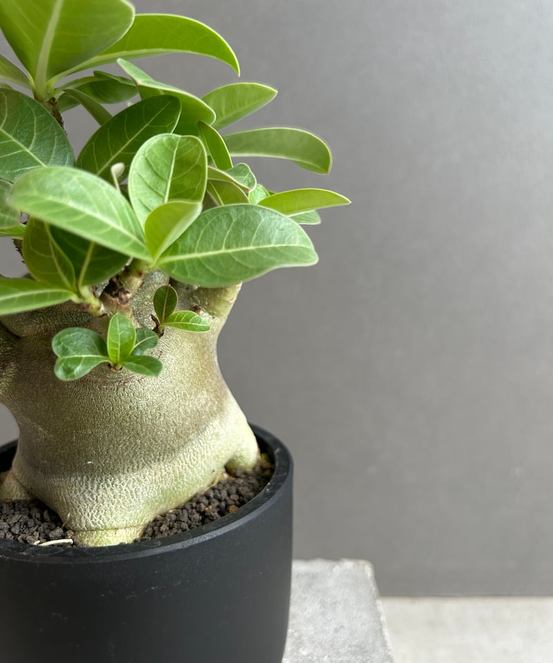 アデニウム アラビカム スーパー ドワーフ “ブラック” 「Adenium