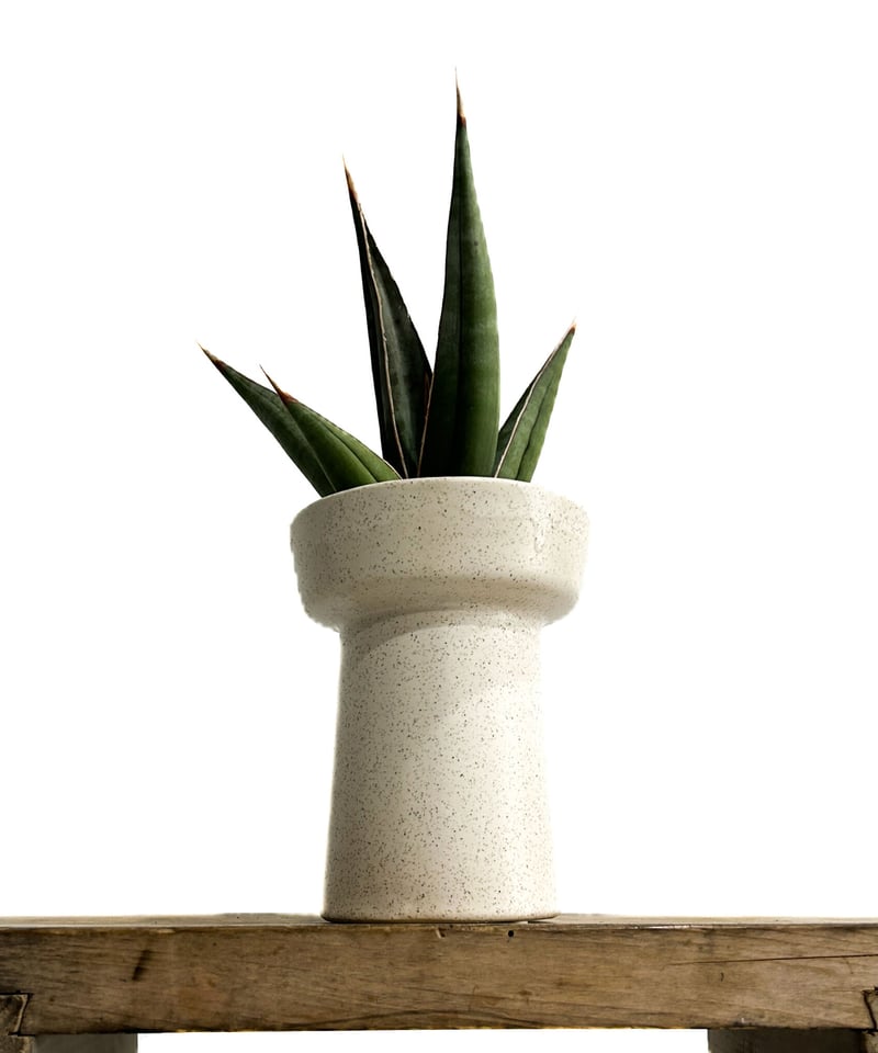 サンセベリア ピングイキュラ ロンギフォリア 「Sansevieria