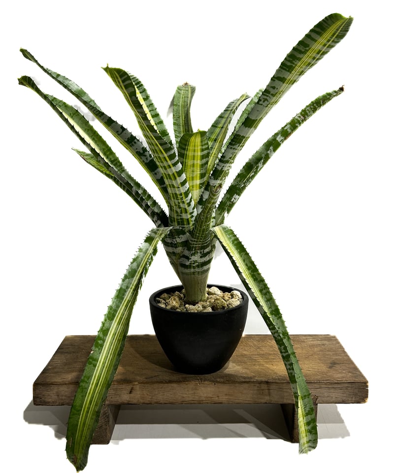 【送料無料】Aechmea 'Vista'〔エクメア〕現品発送A186 送料無料】Aechmea 'Vista'〔エクメア〕現品発送A186 送料無料