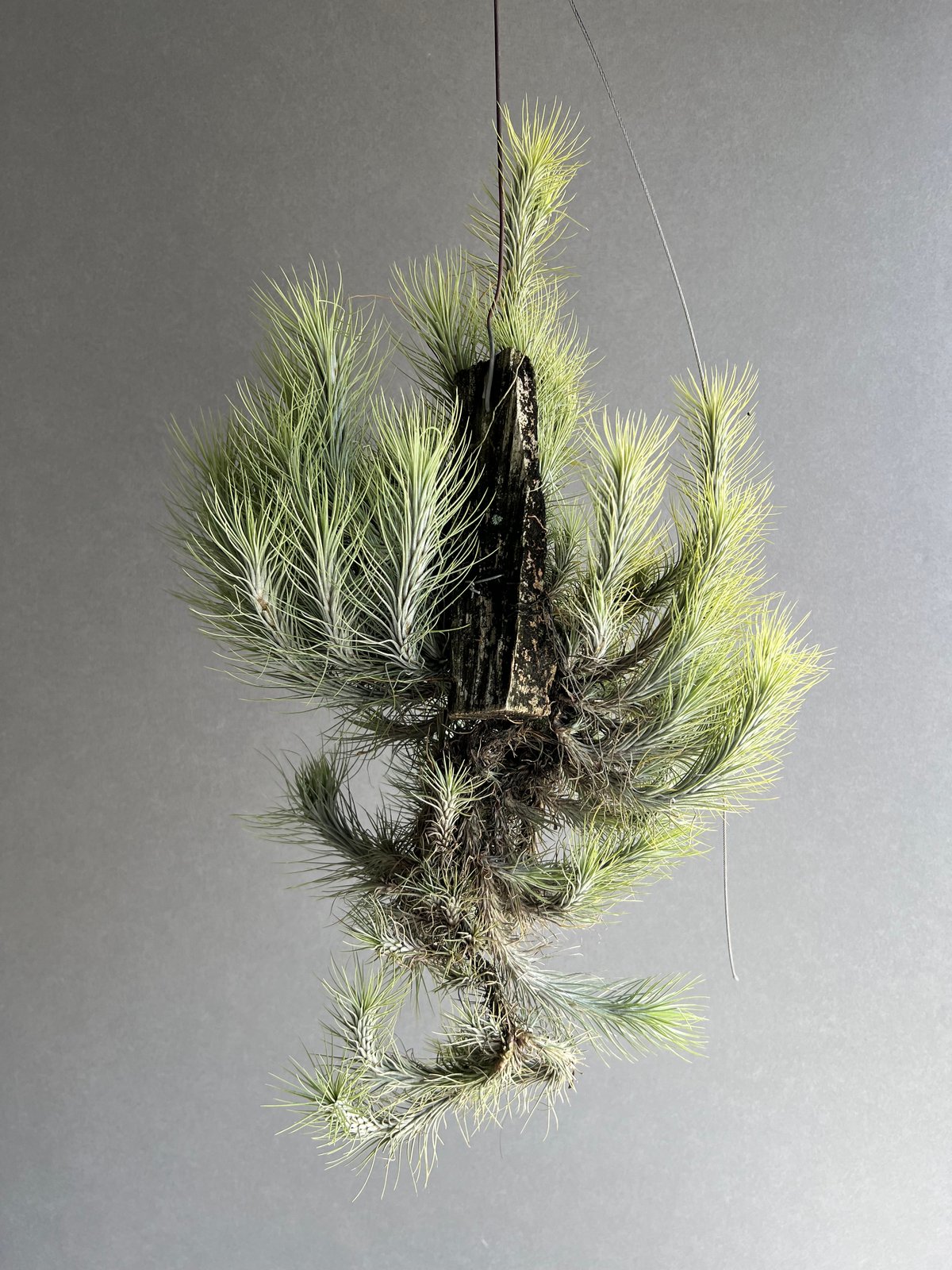 ティランジア フンキアナ クランプ 「Tillandsia funckiana clump」8