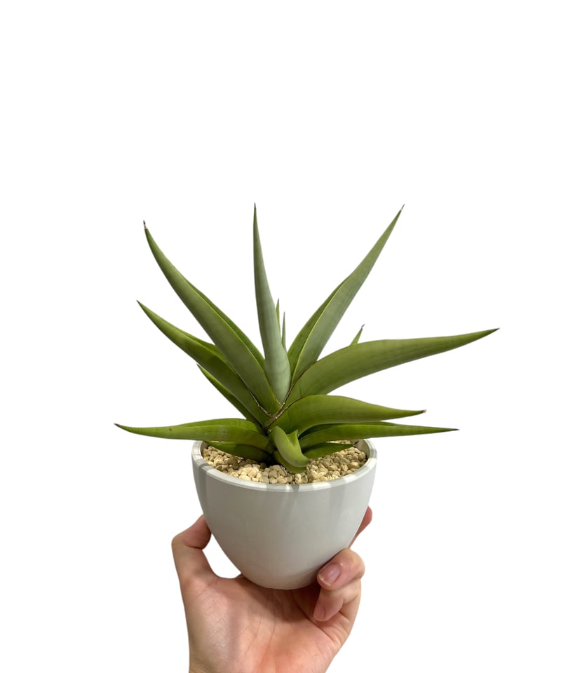 サンセベリア チャニン(by アンヤマニー ガーデン) 「Sansevieria