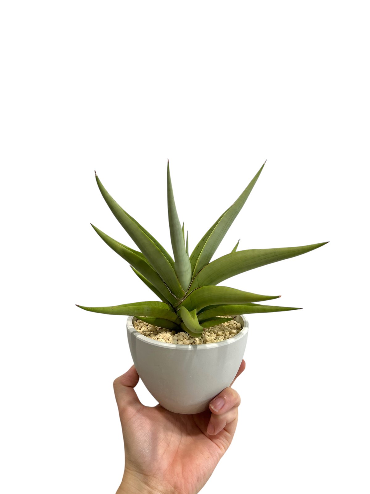 EMP サンセベリア チャニン / 親株 SA65 サンセベリア チャニン(by