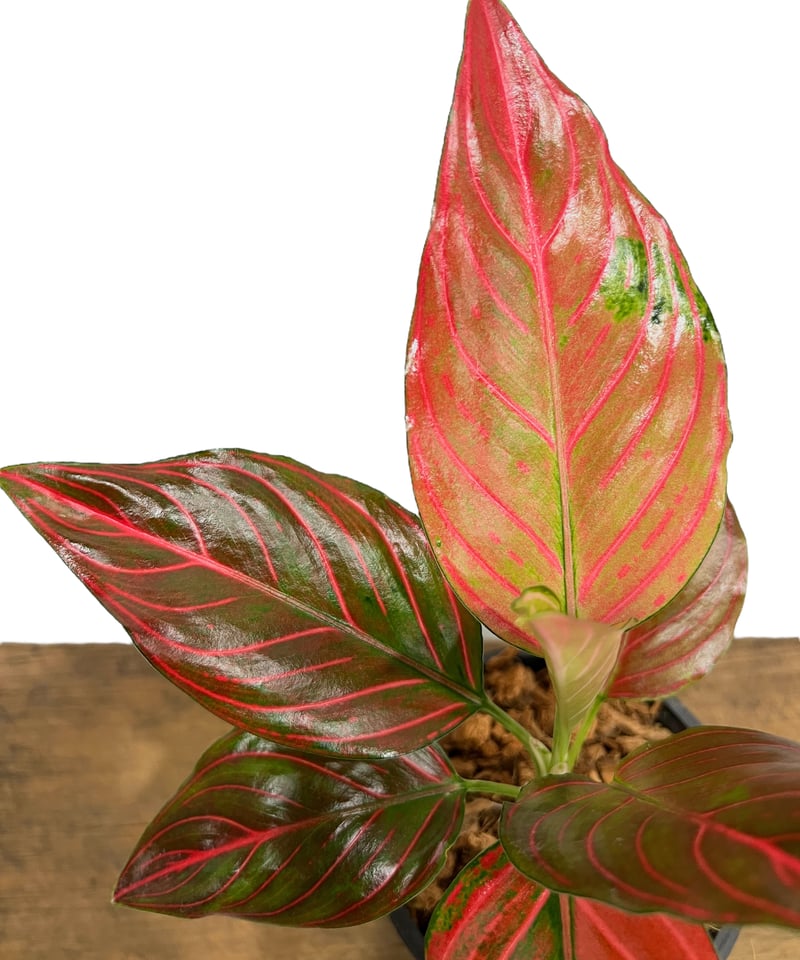 アグラオネマ レッド ベイン 「Aglaonema Red Vein」40S | SHOUCH