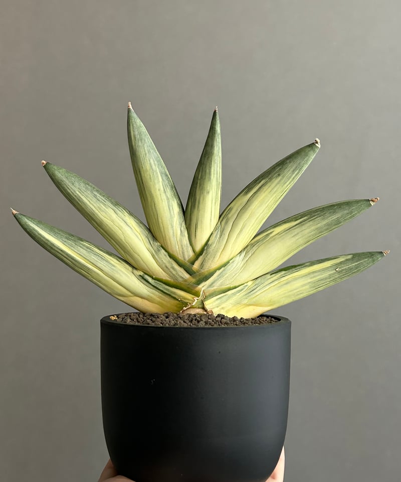 サンセベリア 雪女(ユキオンナ) 「Sansevieria 'Yuki Onna' 」96L