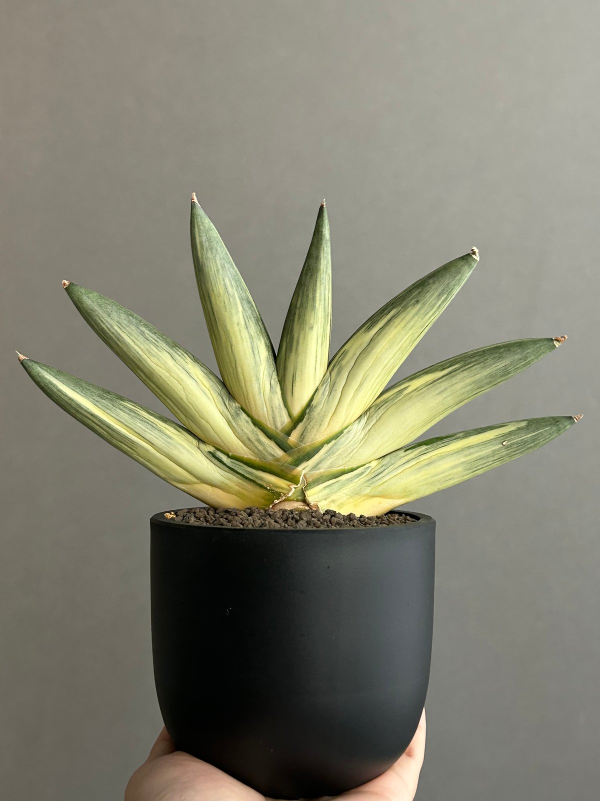 サンスベリア ユキオンナ ① sansevieria yuki onna サンセベリア 雪女(ユキオンナ) 「Sansevieria 'Yuki Onna' 」96L