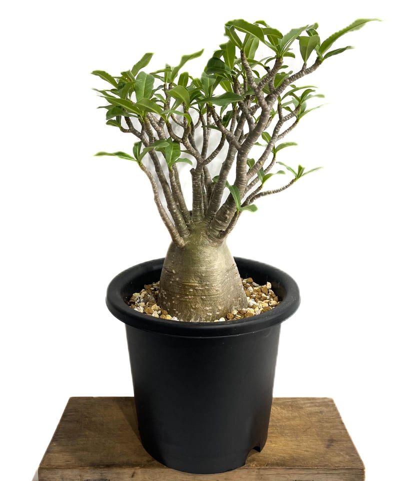 アデニウム アラビカム バオバブスタイル「Adenium arabicum