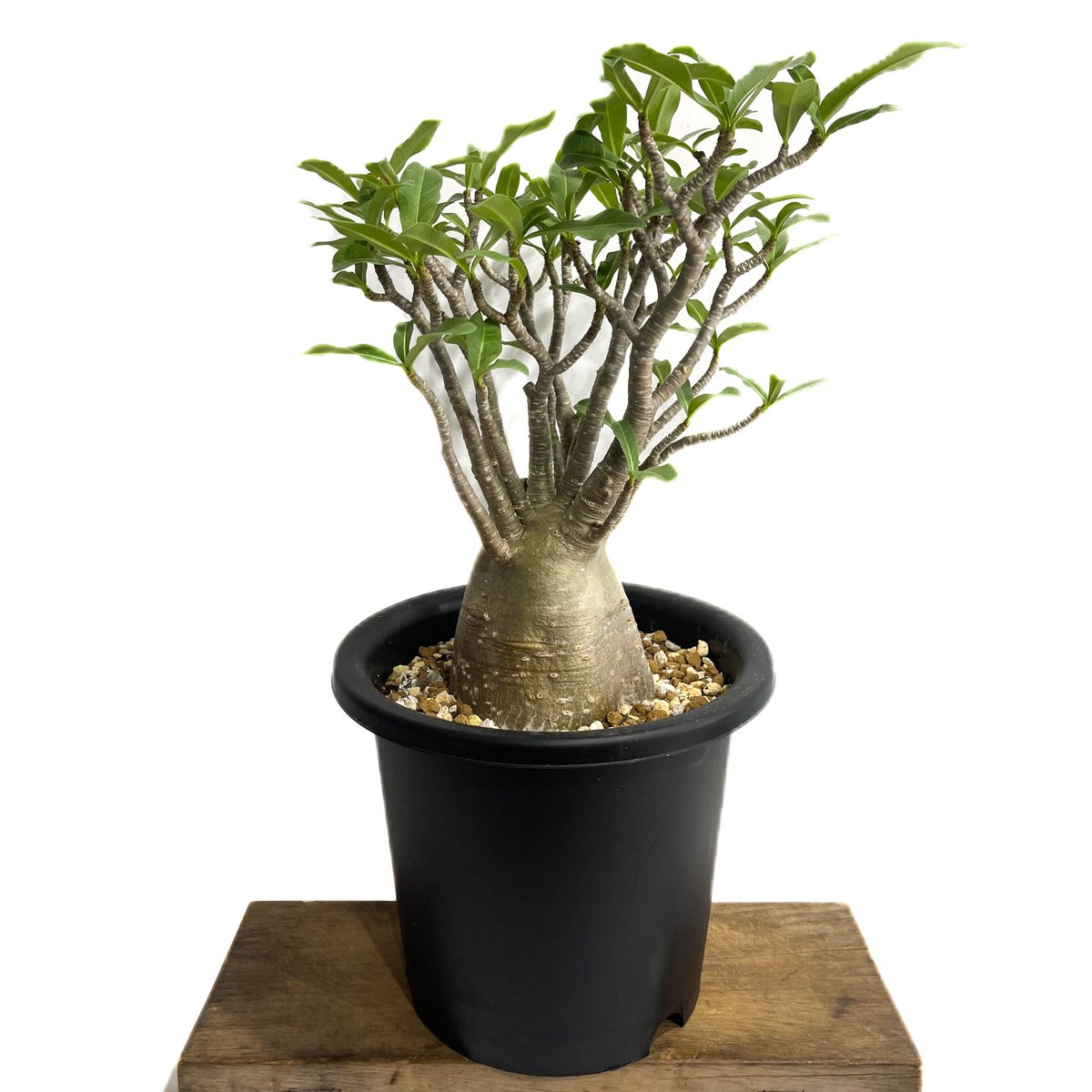 アデニウム アラビカム バオバブスタイル「Adenium arabicum 'Baobab S