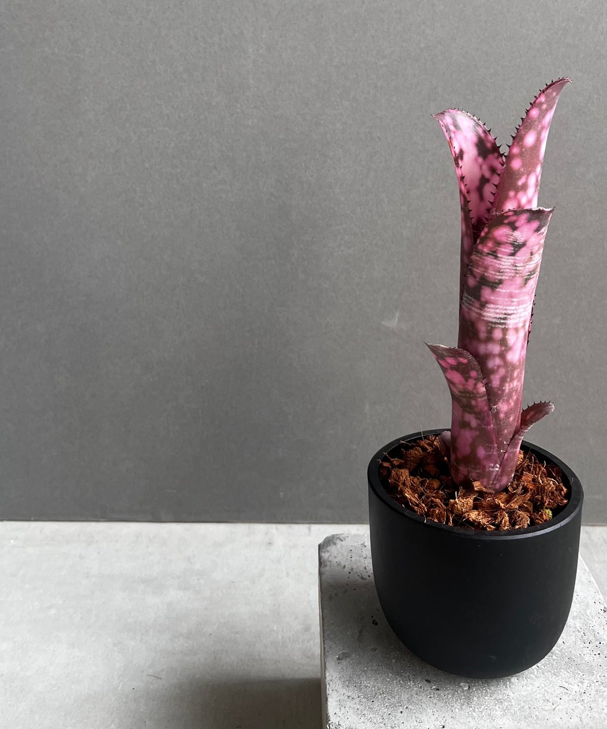 ブロメリア・エアープランツ Billbergia 'Incendiary delight' B0189 Billbergia 'Incendiary delight' B0189