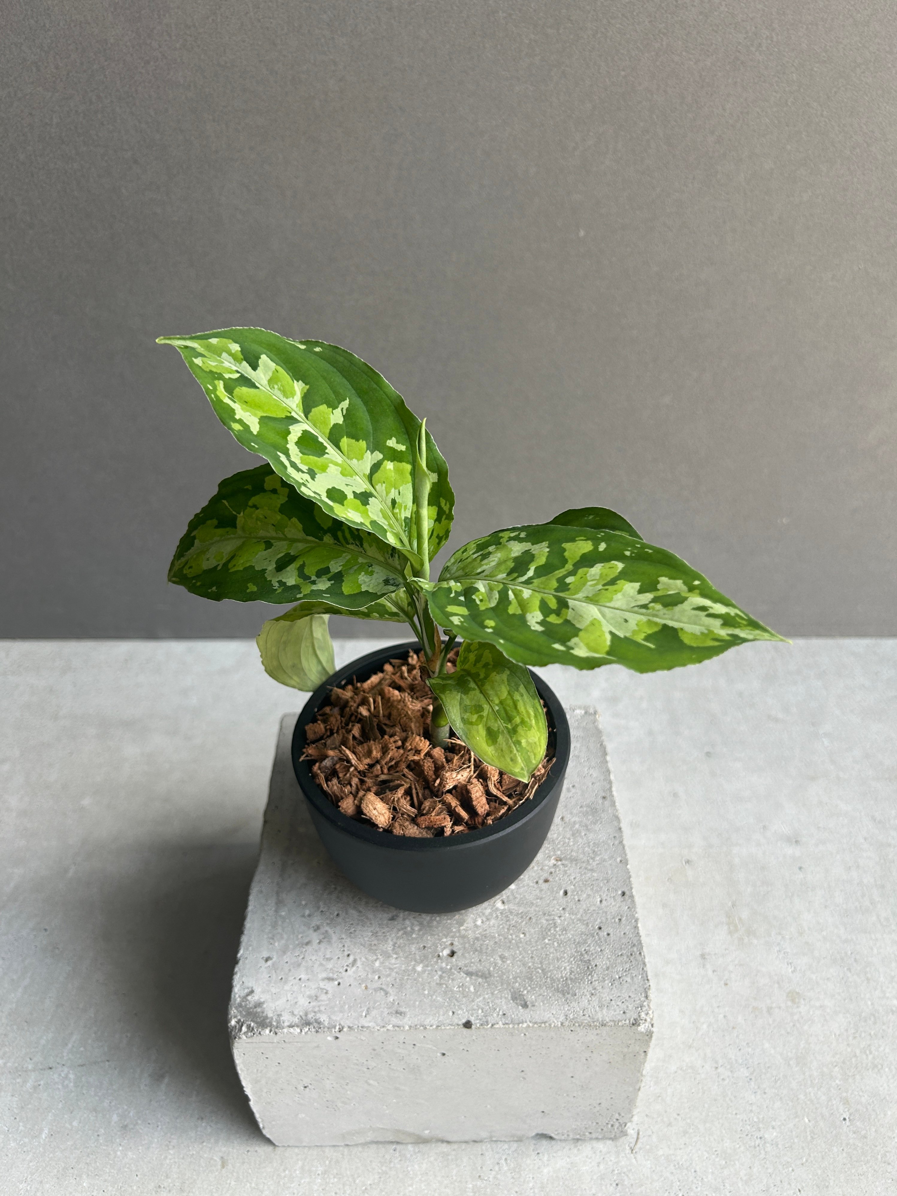 Aglaonema pictum Tricolor アグラオネマ　トリカラー アグラオネマ ピクタム トリカラー 「Aglaonema pictum tricolor 」1