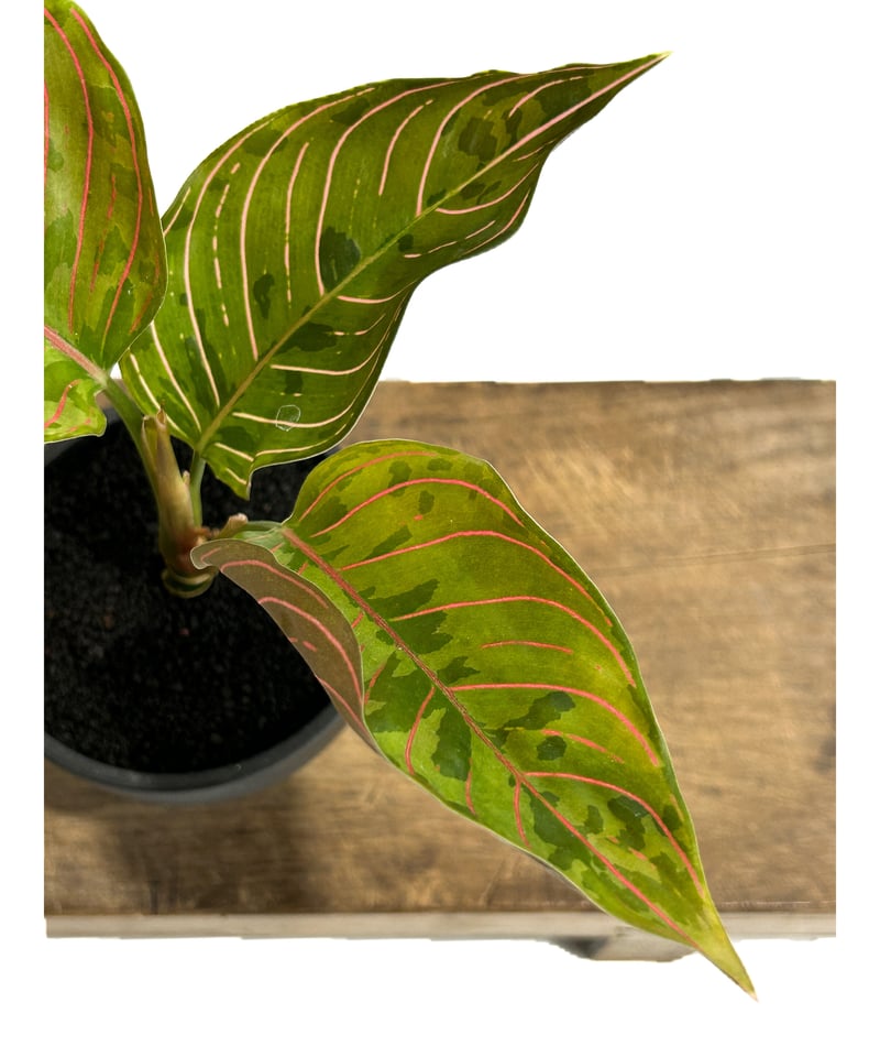 アグラオネマ レッドアーミー「Aglaonema Red Army」3/7-119 | SHO