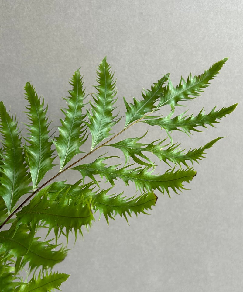 ドリナリア フロリダ + YON-HACHI「Drynaria florida」76L | S