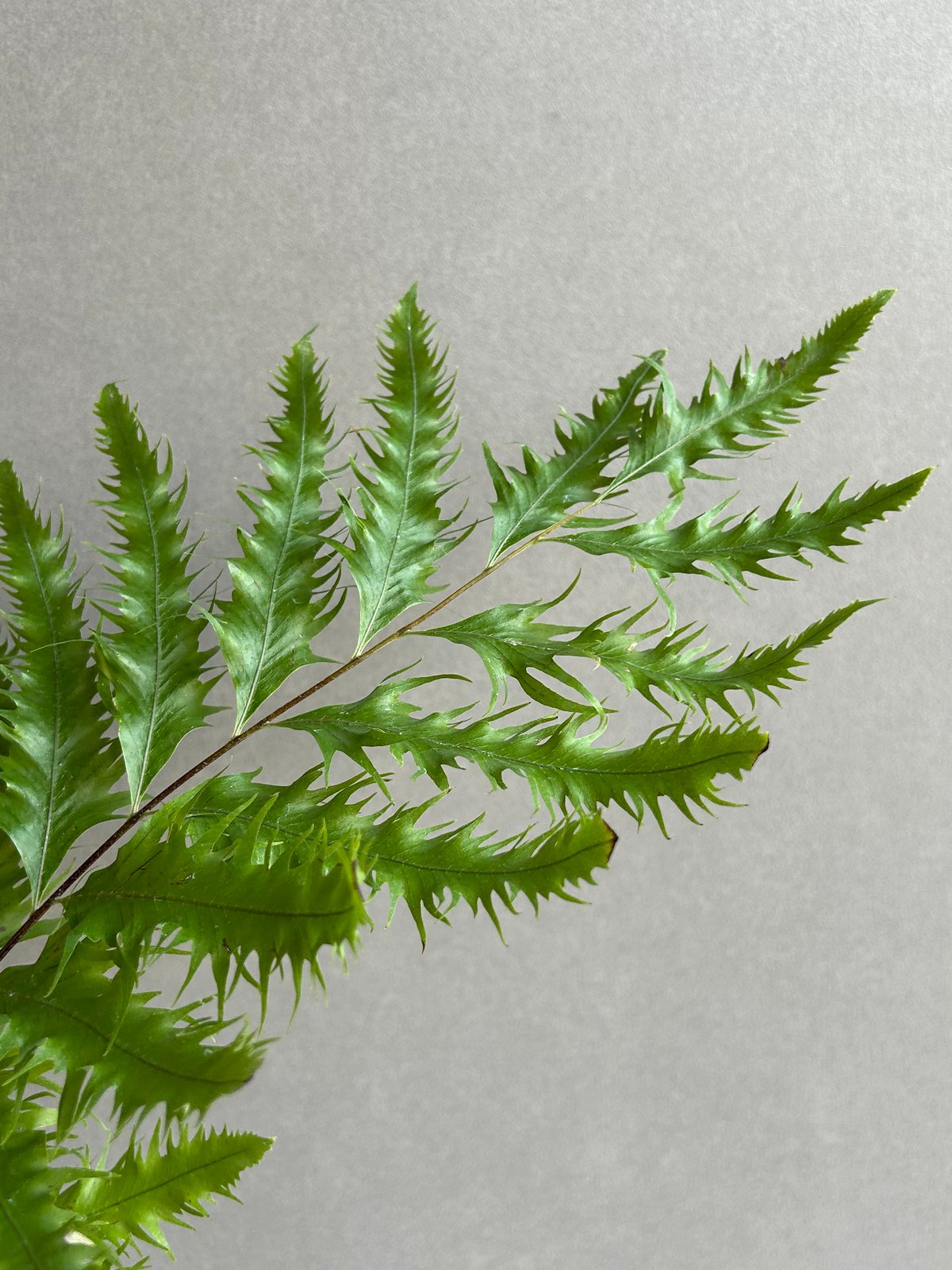 ドリナリア フロリダ + YON-HACHI「Drynaria florida」76L | S