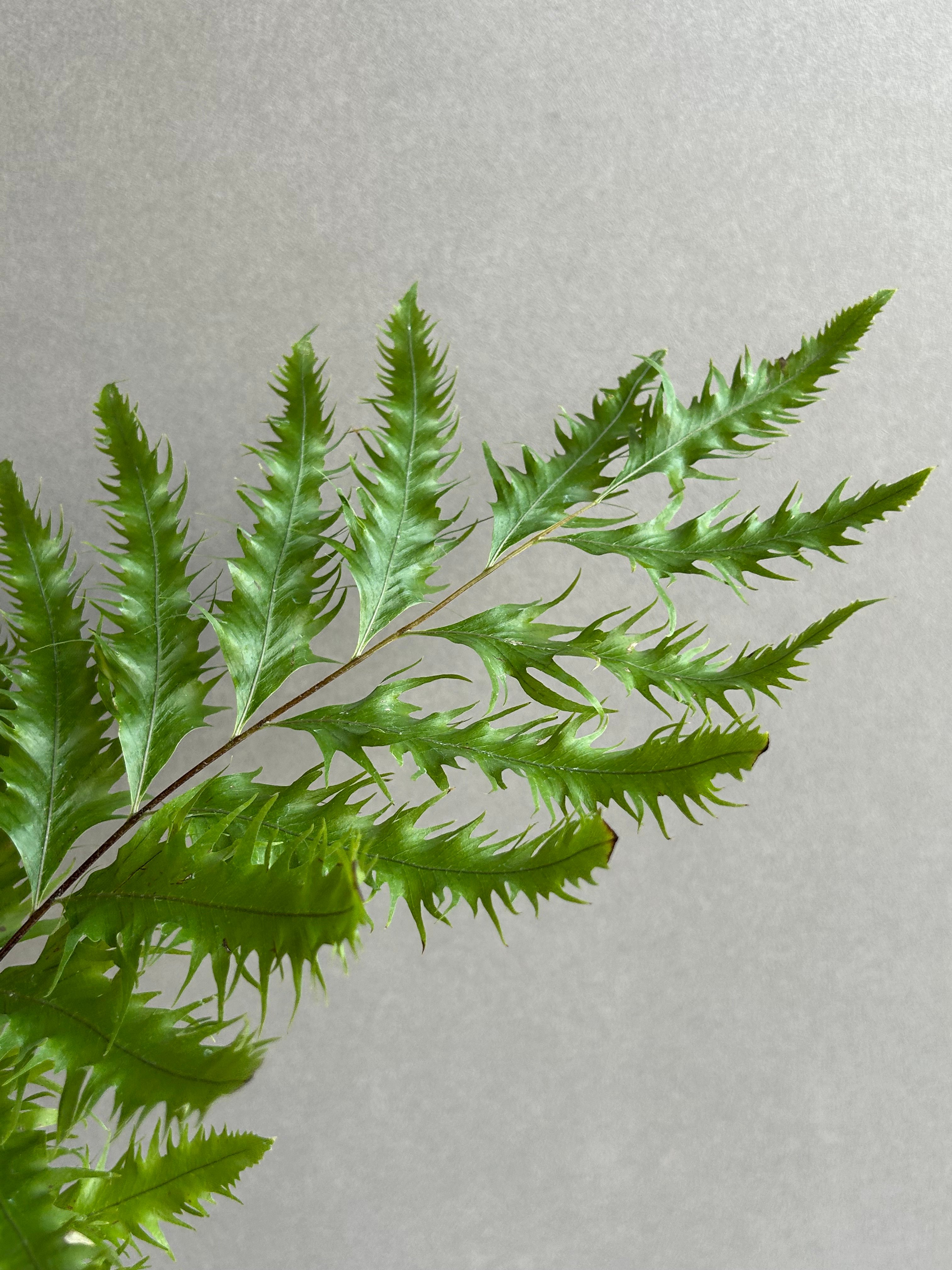 Drynaria florida (ドリナリア フロリダ) ドリナリア フロリダ + YON-HACHI「Drynaria florida」76L | S