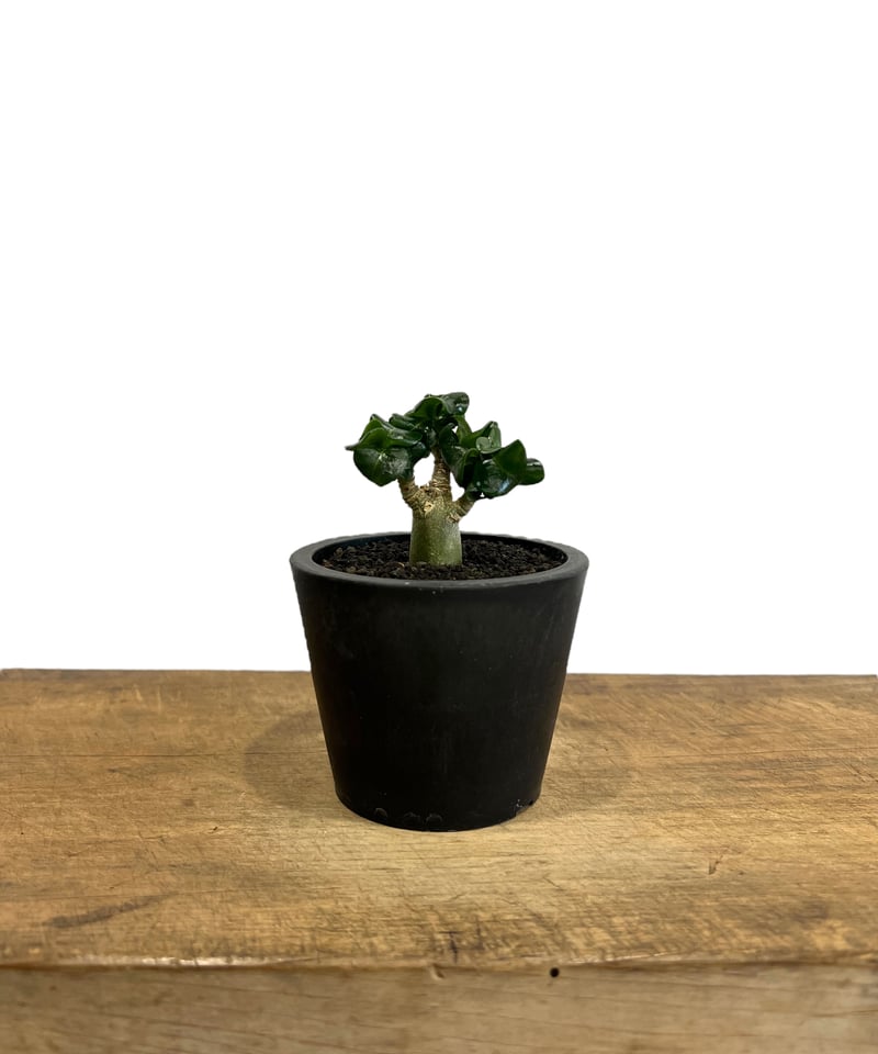 アデニウム D.H.A (獅子葉) ドワーフ 「Adenium D.H.A (Dorset H アデニウム D.H.A (獅子葉) ドワーフ 「Adenium D.H.A (Dorset H