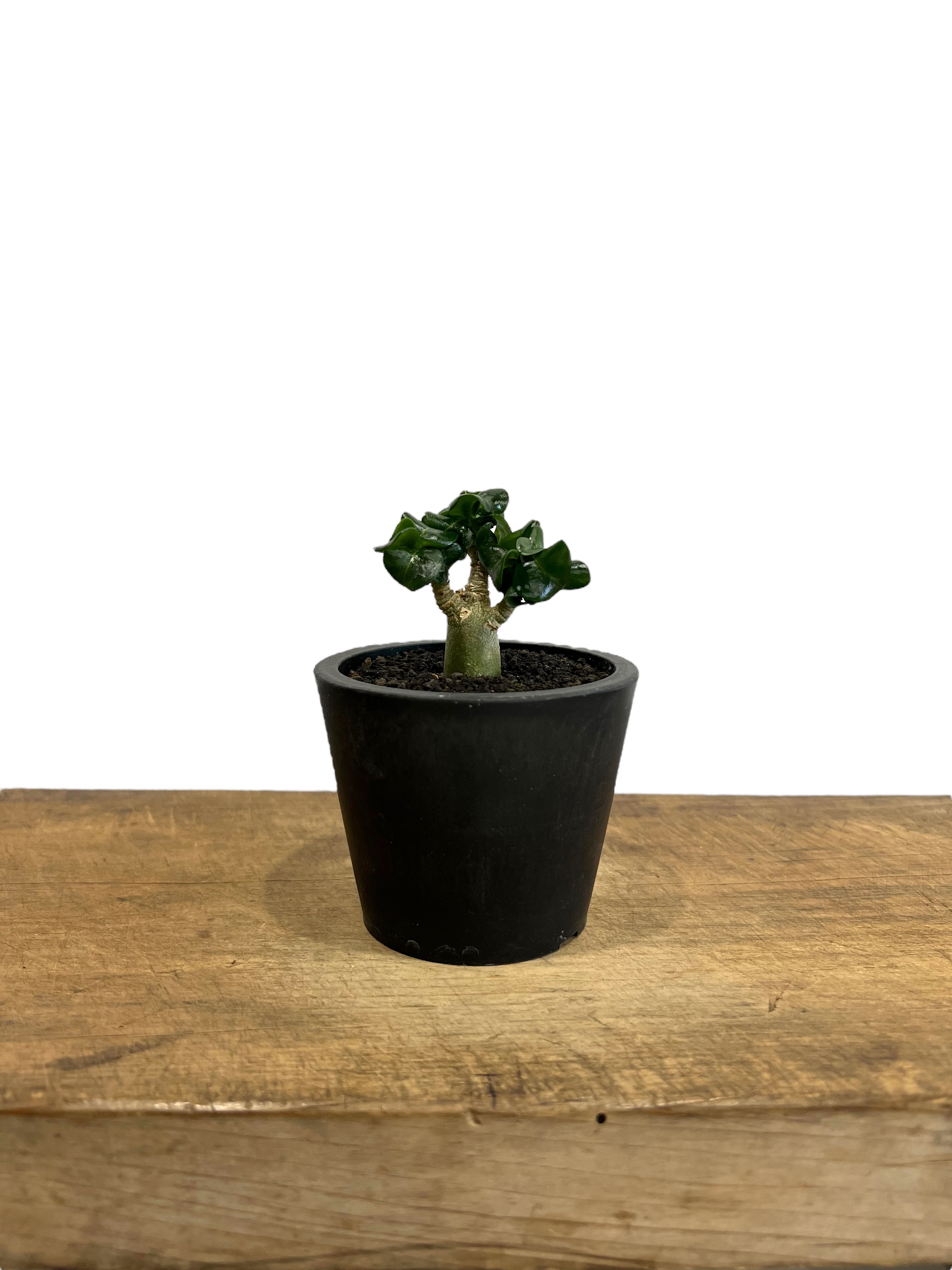 アデニウム D.H.A (獅子葉) ドワーフ 「Adenium D.H.A (Dorset H